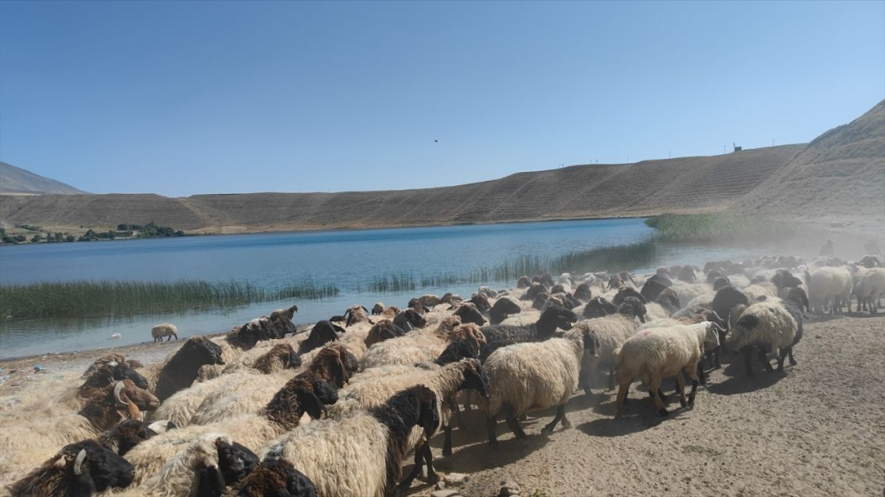 Adilcevaz'da çobanlar küçükbaş hayvanların su ihtiyacını Aygır Gölü'nden karşılıyor