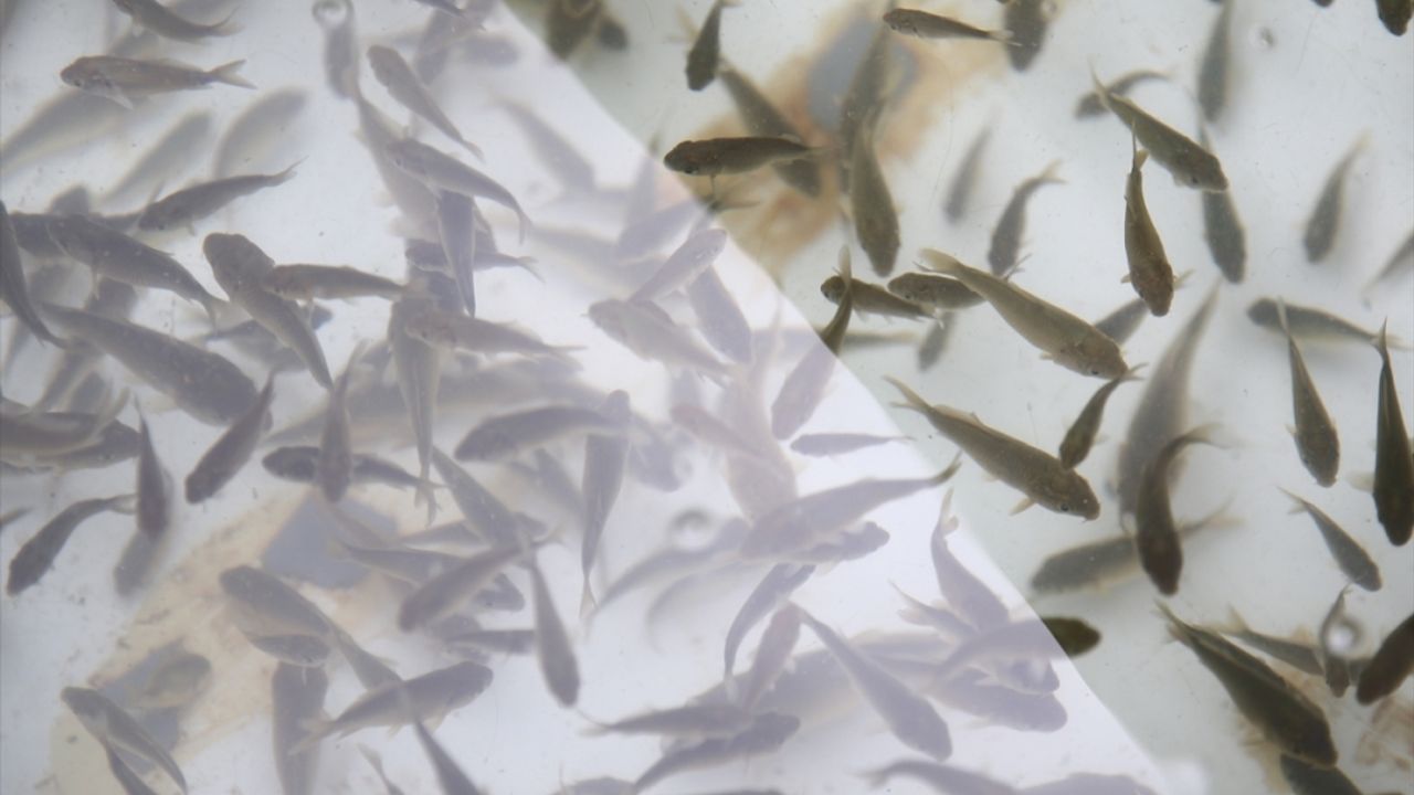 Bingöl'deki su kaynaklarına 1 milyon sazan balığı yavrusu bırakıldı
