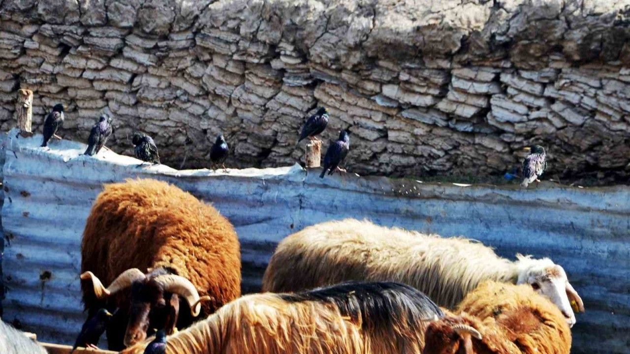 “Erzurum’da hayvan yetiştiriciliğinin güçlü yanları var”