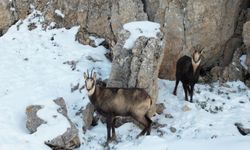 Erzincan'da karlı arazide yiyecek arayan çengel boynuzlu dağ keçileri görüntülendi