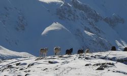 Munzur Dağlarının bir başka güzellikleri: "Yılkı atları"