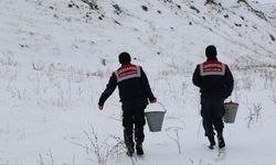 Ağrı'da jandarma ile DKMP ekipleri yaban hayvanları için doğaya buğday bıraktı