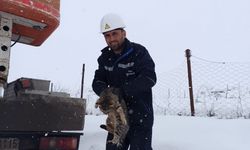 Bitlis'te ağaç direkte mahsur kalan kediyi VEDAŞ ekipleri kurtardı