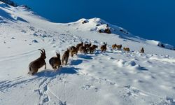 Çengel boynuzlu dağ ve yaban keçileri Erzincan'ın karlı dağlarında görüntülendi