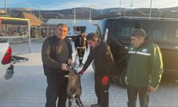 Erzincan'da yaralı bulunan yaban keçisi tedavisinin ardından doğaya bırakılacak