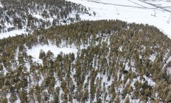 Kars'ta 10 bozayının yaşamı uydu vericisiyle takip ediliyor