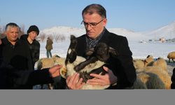 Van'da 3 yılda besicilere 165 bin koyun desteği verildi