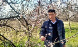 Malatya'da kayısı ağaçları çiçek açtı