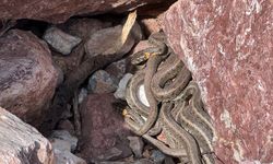 Hakkari'de sürü halindeki yılanlar görenleri şaşırtıyor