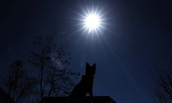 Özel eğitimli dedektör köpekler operasyonlarda jandarmaya güç katıyor