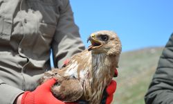 Ardahan'da yaralı bulunan kızıl şahin tedavisinin ardından doğaya salınacak