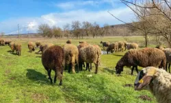 Edirne'de 31 çiçek vakası tespit edildi! Kırmızı etle bulaşır mı?