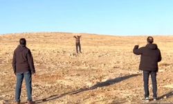 Şanlıurfa’da 1 PKK/KCK mensubu teslim oldu