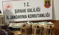 Şırnak'ta kaçak keklik operasyonu