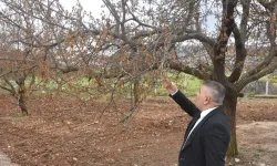 Kayısı İçin Verilecek Destekler Hayati Önemde