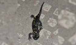 Malatya şehir merkezinde ateş semenderi görüldü