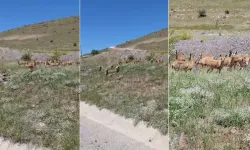 Malatya'da dağ keçileri sürü halinde görüntülendi