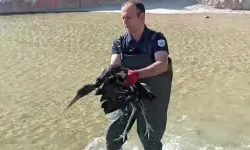 Malatya'da yaralı halde bulunan leylek koruma altına alındı