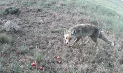 Kızıl tilki fotokapana yakalandı