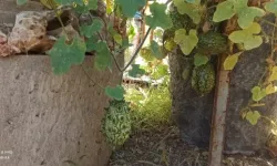 Arapgir'de, Boynuzlu Kavun Kiwano yetiştirilmeye başlandı.