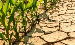 İklim Değişikliği Eylem Planı Oluşturulması İçin Çalışmalar Başladı
