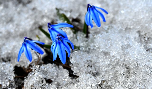 Kars'ta "baharın müjdecisi" çiçekler açmaya başladı