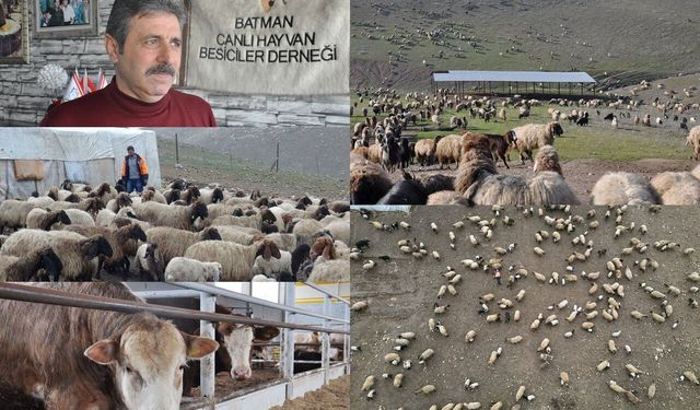 Batman'da hayvancılık zor durumda: Besicilik artık parayla dönüyor