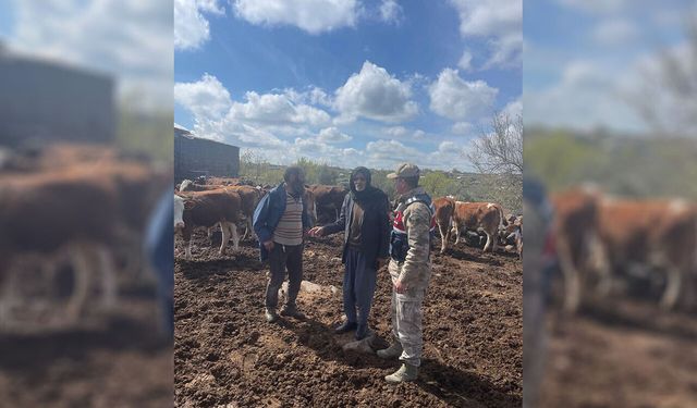 Şanlıurfa’da çalınan 13 büyükbaş hayvan bulundu
