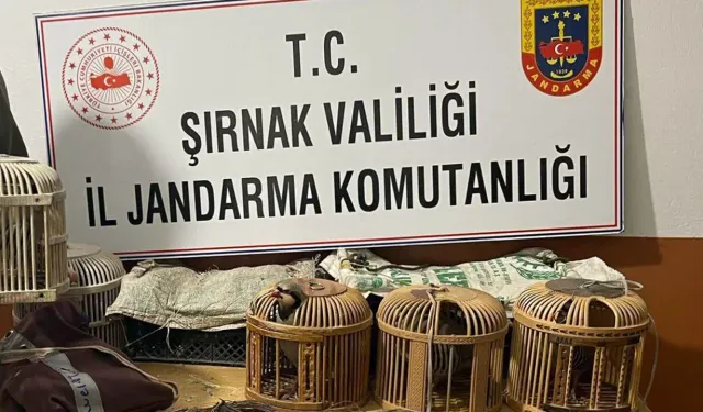 Şırnak'ta kaçak keklik operasyonu