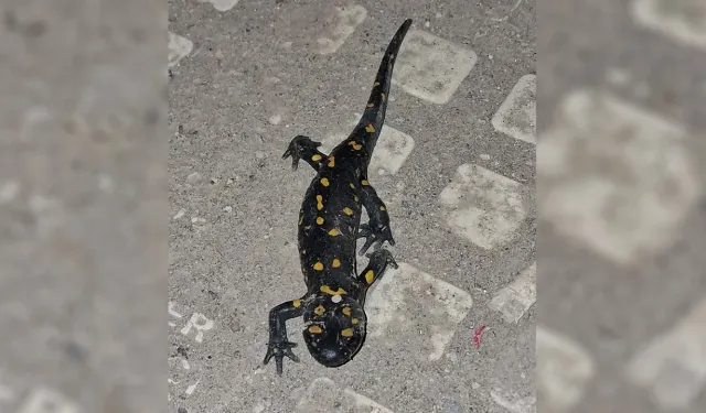 Malatya şehir merkezinde ateş semenderi görüldü