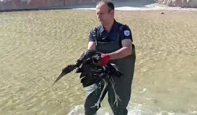 Malatya'da yaralı halde bulunan leylek koruma altına alındı