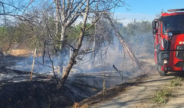 Malatya'da bahçe yangını: Çok sayıdaki kayısı ağacı kül oldu
