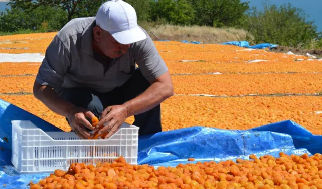 Malatya'da sezonluk işçi ücretleri belli oldu