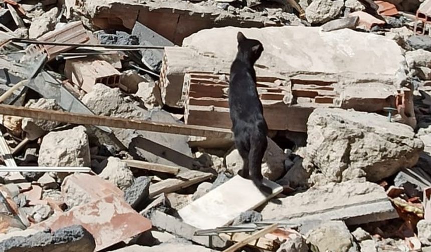 Bina enkazında mahsur kalan yavru kediyi itfaiye kurtardı