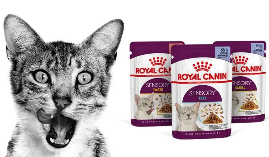 Royal Canin Kitten 10 Kg Nereden Satın Alınır?