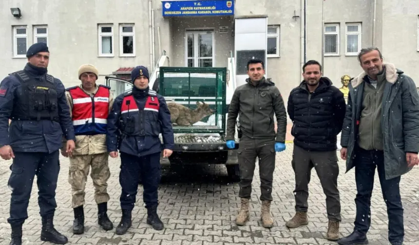 Arapgir’de Yaralı Dağ Keçisi Koruma Altına Alındı