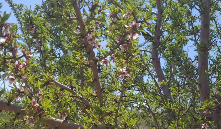 Donun vurduğu Malatya’da badem ağaçları çiçek açtı