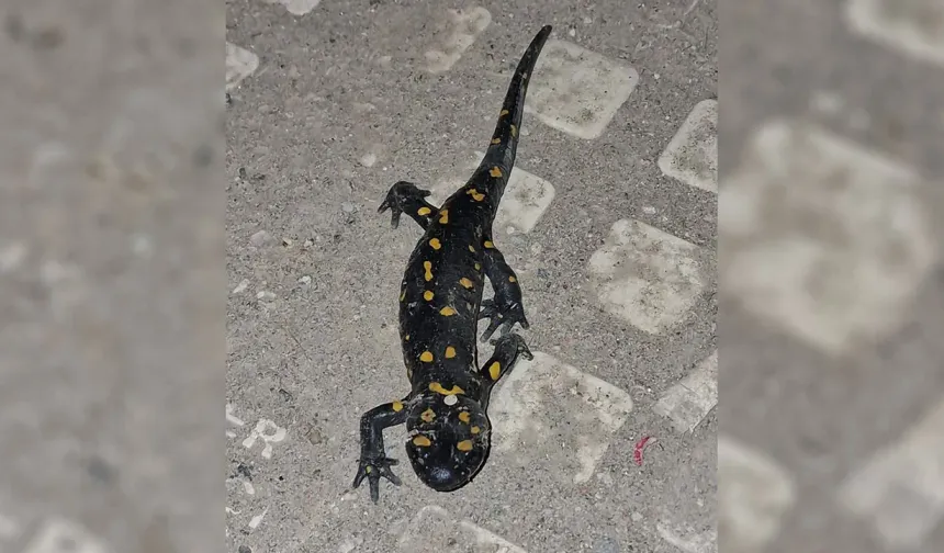 Malatya şehir merkezinde ateş semenderi görüldü