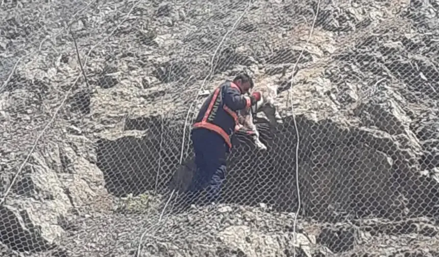 Tellerin arasına sıkışan yaban keçileri kurtarıldı