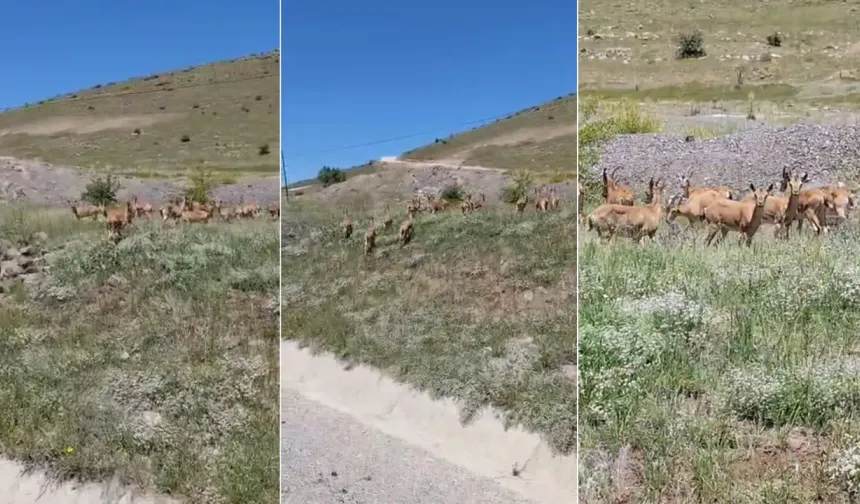 Malatya'da dağ keçileri sürü halinde görüntülendi