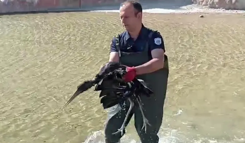 Malatya'da yaralı halde bulunan leylek koruma altına alındı